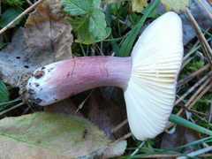 Russula torulosa