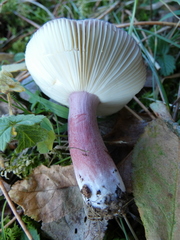 Russula torulosa