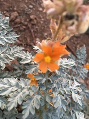 Sphaeralcea coccinea