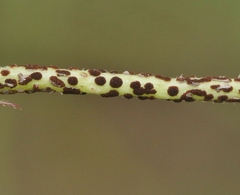 Puccinia obliqua