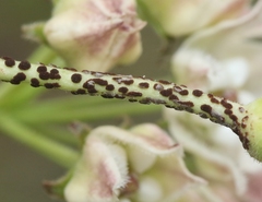 Puccinia obliqua