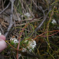 Cassytha glabella dispar