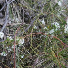 Cassytha glabella dispar