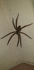 Cupiennius salei
