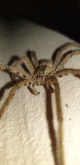 Cupiennius salei
