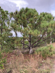 Pinus