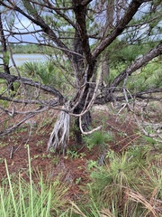 Pinus