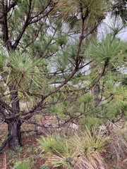 Pinus