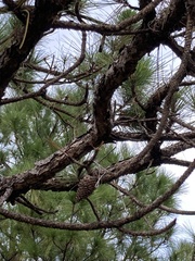 Pinus