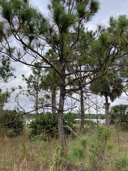 Pinus