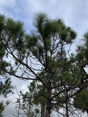 Pinus