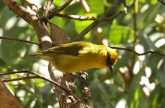 Hemignathus wilsoni