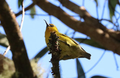 Hemignathus wilsoni