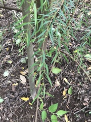 Pimelea neoanglica