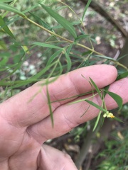 Pimelea neoanglica