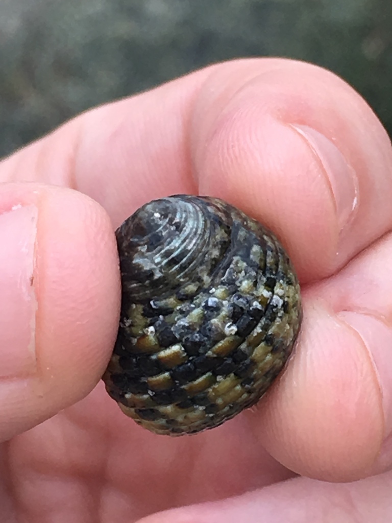 Lipped Periwinkle (Rocky Shore Ecology of Lamma Island) · iNaturalist