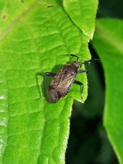 Notholopus