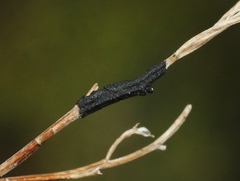 Asteromyia gutierreziae