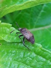 Notholopus