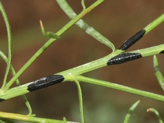 Asteromyia gutierreziae
