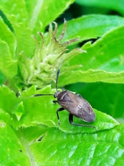 Notholopus