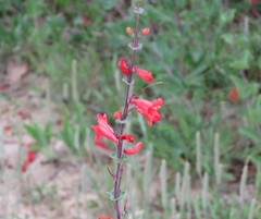 Penstemon murrayanus