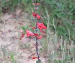 Penstemon murrayanus