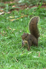 Sciurus aestuans