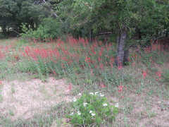 Penstemon murrayanus