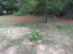 Penstemon murrayanus
