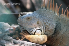 Iguana iguana