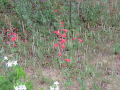 Penstemon murrayanus