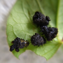 Chelymorpha cribraria