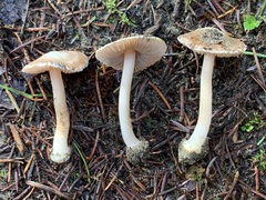 Inocybe albodisca