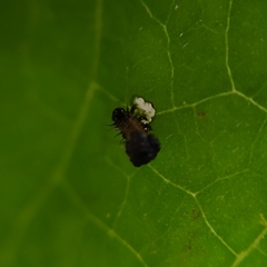 Chelymorpha cribraria