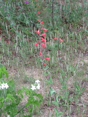 Penstemon murrayanus