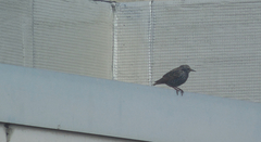Sturnus vulgaris