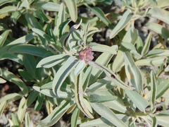 Rhopalomyia audibertiae