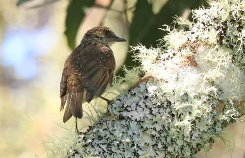ʻOmaʻo