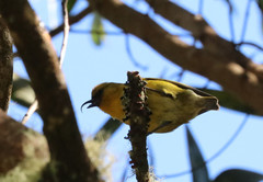 Hemignathus wilsoni