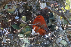 Loxops coccineus