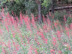 Penstemon murrayanus