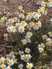 Thymophylla concinna