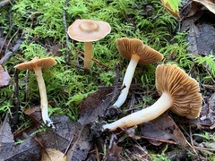 Cortinarius obtusus