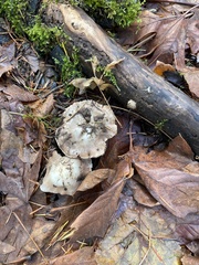 Inocybe albodisca