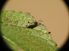 Disonychodes exclamationis