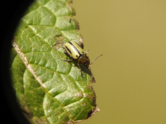 Disonychodes exclamationis