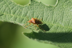 Oebalus poecilus