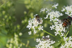 Astylus tucumanensis
