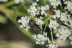 Astylus tucumanensis